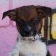 PAULI - unkastriert, Jack-Russell-/Chihuahua-Mischling Welpen - Rüde