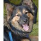 PAULINA 2, Pflegestelle Oberösterreich, aktiv, anhängliche Spitz-Schäfer-Mix - Hündin