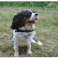 PAULINE, Pflegestelle Niederösterreich, sanfte, verschmuste Cavalier King Charles - Hündin