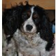 PAULINE, Pflegestelle Niederösterreich, sanfte, verschuste Cavalier King Charles - Hündin