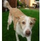 PAYASETE - lieb und anhänglich, Collie Podenco - Rüde