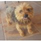 PEANUT, Yorkshire Terrier - Rüde