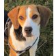 PEBBELS Maya, Pflegestelle Niederösterreich, süße Traumhündin - BEAGLE - Hündin