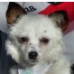 PECA, Chihuahuamischling, kastriert Welpen - Hündin