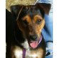 PECA, Pflegestelle Wien, Pinscher-Mix - Hündin