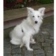 PEDRO 2, Pflegestelle Niederösterreich, TRAUMHUND! Hübscher Sheltiemixrüde - Rüde