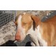 PEDRO in Österreich, Podenco Canario - Rüde