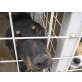 PEDRO - wann wird er endlich entdeckt....., rumänischer Mischling Pinscher - Rüde