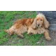 PEGGY, Pflegestelle Tirol, verschmuste, hübsche  EnglischeCocker Spaniel - Hündin