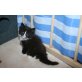 PEGGY-SUE, Maine Coon - Katze
