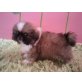 PEKINESE BÄRLI, Pekinese - Rüde