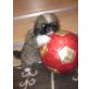 PEKINESE BÄRLI, Pekinese Welpen - Rüde