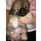 PEKINESE NOTVERKAUF BRAUN, Pekinese Welpen - Rüde