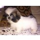 PEKINESE NOTVERKAUF WOLLE, Pekinese Welpen - Rüde