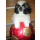 PEKINESE WEISSE WOLLE, Pekinese Welpen - Rüde