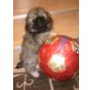 PEKINIESE SUPER SÜSS, Pekinese - Rüde