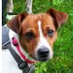 PEKO - Linares - NOTFALL!!!, Jack Russell Terrier Mischling, kastriert - Rüde