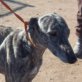PENELOPE, Galga, (noch nicht) kastriert, geb. ca. 2009 - Hündin