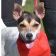 PENELOPE - Linares, Bodeguero-Andaluz-Mischling, kastriert - Hündin