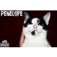PENELOPE, Tierschutz - Katze
