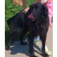 PENNY, Flat coated Retriever Mix - Hündin