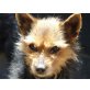 PENNY, bringt sie zum Lachen/Australien-Terrier-Mix - Hündin
