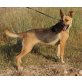 PEPA, Schäferhund Mix - Hündin