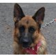 PEPA - Ubeda, Schäferhund - kastriert - Hündin