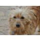 PEPINO, sollte nicht im Regen stehen/Mischlings - Rüde