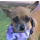 PEPITA - Linares, Chihuahua-Mischling, kastriert - Hündin