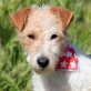 PEPITA - Ubeda, Fox-Terrier-Mischlin - kastriert - Hündin