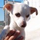 PEPPER, Chihuahua-Mischling - Rüde