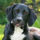 PEPPER, Mix, groß werdend, ge. September 2010 - Rüde