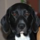 PEPPER, grosser Mix, geb.Aug. 2010 - Rüde