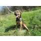 PEPPER, kleine, neugierige fellnase - Hündin