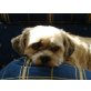 PEPPO, ShihTzu-Mix - Rüde