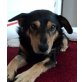 PEPPONE Jey Jey, Pflegestelle Wien, Pinscher-Mix - Rüde