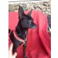 PEPPY, Chihuahua-Mix - Rüde