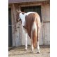 PEPPY SCOTCH ON HOLIDAY, Paint Horse - Hengst