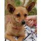 PEPSY, Pflegestelle Steiermark, aufgeweckt, lustig, süß: Chihuaha/PinscherMix - Hündin