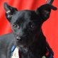 PERCY - Linares, Pinscher-Mischling - kastriert - Rüde