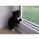 PERSER-MIX-KATZEN-BABYS - Kater