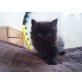 PERSER-MIX - Katze