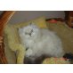 PERSER mit NASE, Perser Colourpoint - Katze