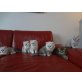 PERSERkätzchen MIT NÄSCHEN, Perser mit Nase - Katze