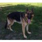 **PET**, Deutscher Schäferhund - Rüde