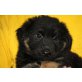 PETER, BernerSennenhundmischling, Pflegestelle Tirol Welpen - Rüde