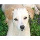 PETIT CHOU, Pflegestelle Oberösterreich, Retriever-Spitzmix Welpen - Hündin