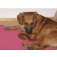 PETRILLO 'Rio' - Pflegestelle Wien, aufgeweckter Spaniel-Retriever-Mix - Rüde