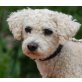 PEZY , lustiges Leichtgewicht ;-) knuffiger Bichon - Rüde